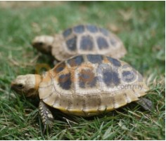 Elongated Tortoise Info Elongated Tortoise Info